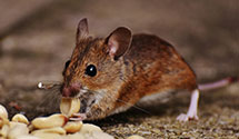 24 Hour & Emergency Exterminators in Richardsville, VA